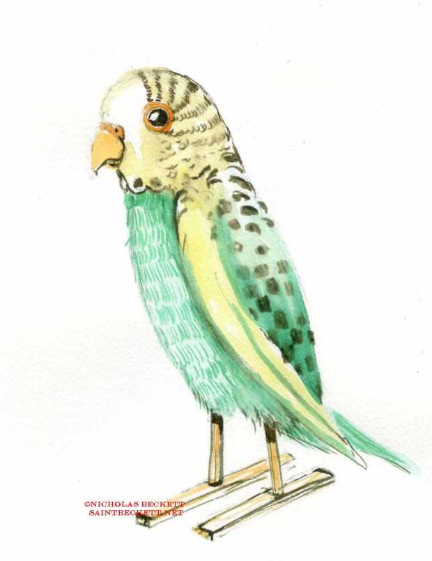 budgie